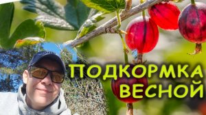 90% Садоводов НЕПРАВИЛЬНО подкармливают смородину и крыжовник весной: подкормка на урожай