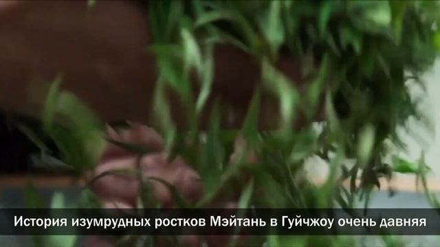 【Жизнь в Гуйчжоу】Один из «трех зеленых и трех красных чаев Гуйчжоу - «Изумрудные ростки из Мэйтаня» смотреть онлайн