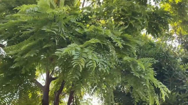 Growing Streams of Food Abundance In a Small Food Forest! смотреть онлайн