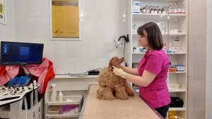 Ключ к профессии. Ветеринар