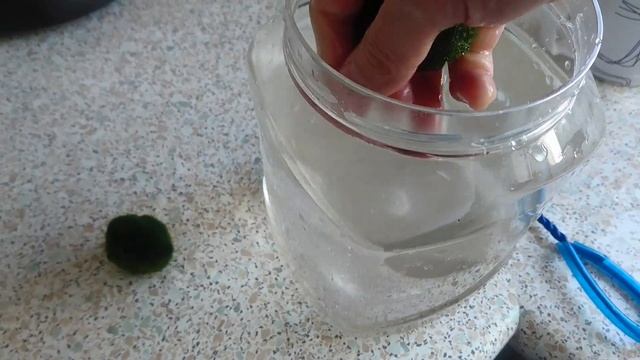 Marimo moss balls смотреть онлайн