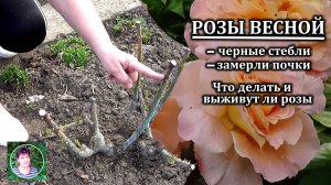 Что делать с розами весной если у них почернели стебли и замерли почки Выживут ли такие розы