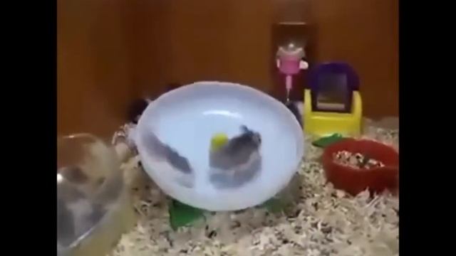 Смешные хомячки. смотреть онлайн
