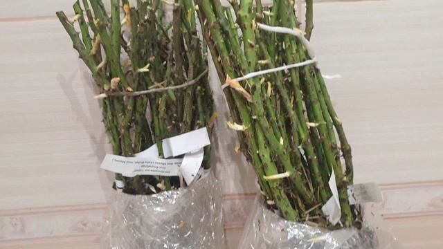 Саженцы из питомника Гарант. Распаковка посылки. смотреть онлайн