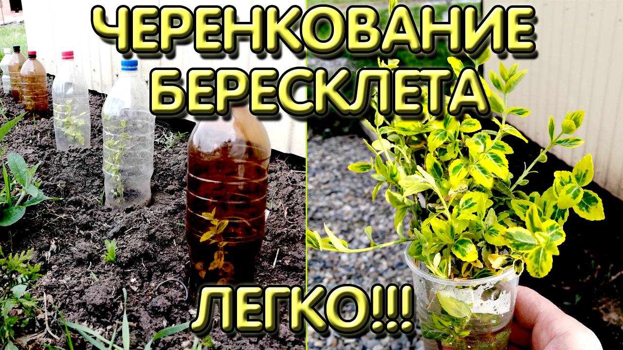 Черенкование бересклета I Как размножить бересклет форчуна смотреть онлайн