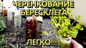 Черенкование бересклета I  Как размножить бересклет форчуна