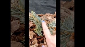 Голубые ели в моем саду: Блю силдинг, Хупси, Зе Блюз, Биалабок