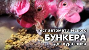 Автоматическая бункерная кормушка для курятника от Автокормильца успешно прошла испытания