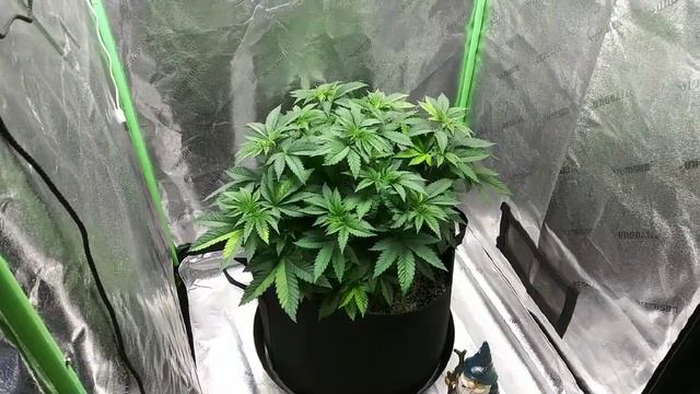 Final week of veg under Mars Hydro SP250 and SP3000 (links in description) смотреть онлайн
