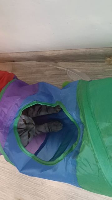 Туннелится