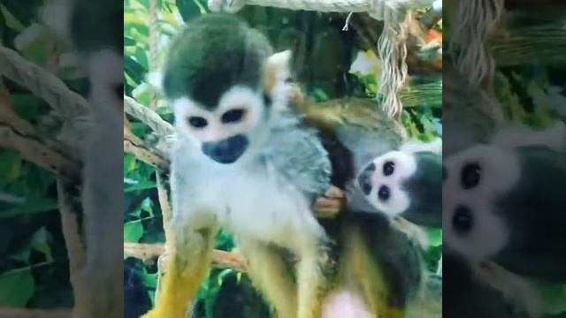 #Мартышки🙈🙈🙈🙈 смотреть онлайн