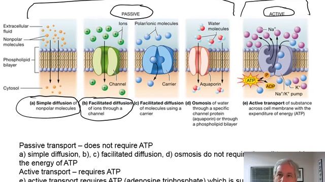 Lab 4 PP - Unit 5 - Part 1 - Scientific Method, Membrane Transport and Osmosis смотреть онлайн