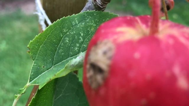 Red apples. On minute in the wild. смотреть онлайн
