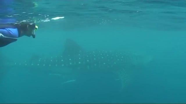 Swimming With Whale Sharks смотреть онлайн