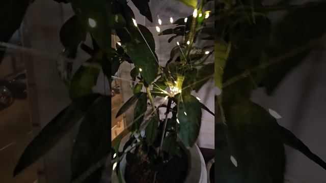 Облагораживаем балкон смотреть онлайн