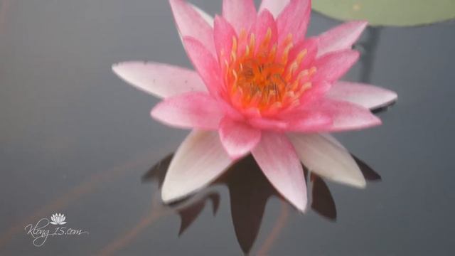 Nymphaea 'Escarboucle' Hardy Waterlilies смотреть онлайн