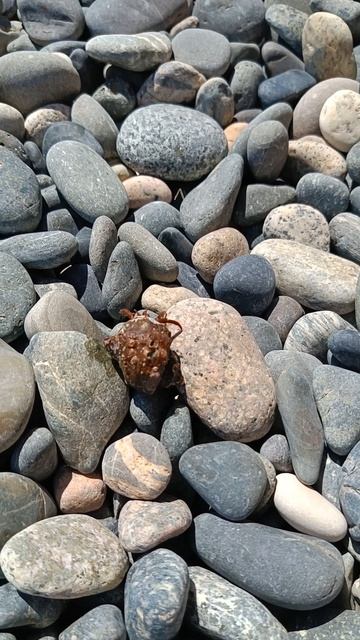 Житель ракушки смотреть онлайн