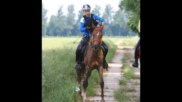 endurance hessisches ried 2013 germany 40 km and 82 km - www.arabians.de смотреть онлайн