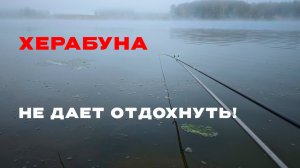 Поплавок в молоке. Туман съел берега. Херабуна