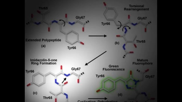Green Fluorescent Protein смотреть онлайн