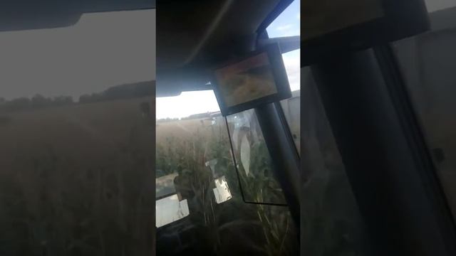 Уборка кукурузы смотреть онлайн
