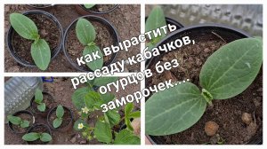 Кабачок - рассаду можно вырастить без покупного грунта или кокосовых опилок.