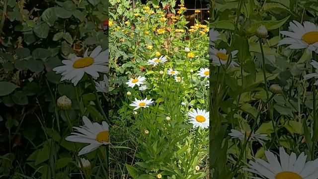🌅СОЛНЕЧНАЯ ЭНЕРГИЯ и ее воздействие на ДНК человека... смотреть онлайн