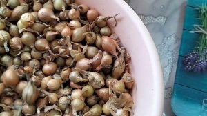 Насчитали пенсию/Получила лук с Валдберис/Ватрушки по вашему рецепту