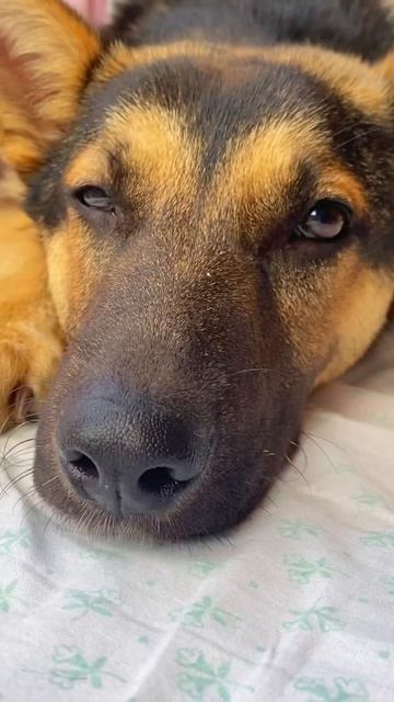 Собаке срочно требуется помощь! 🆘 смотреть онлайн