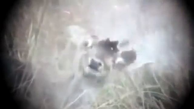 ахота на касуля смотреть онлайн