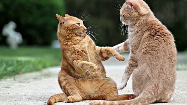 Computer Desktop Wallpapers Collection Download смотреть онлайн