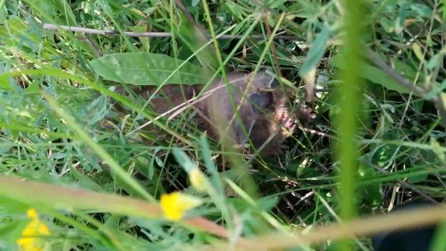 Встреча в поле с кротом смотреть онлайн