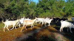 Звуки козы, козла и козлят