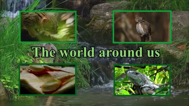 Карлики и гиганты среди млекопитающих_морская свинья, калан, кит Сиббалда-обучающее видео для детей