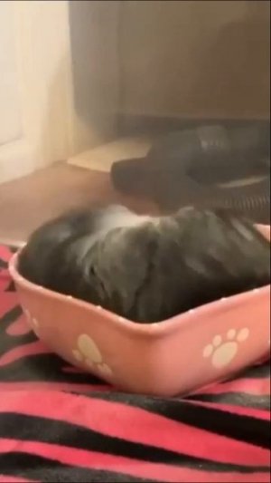 Favorite Friends / Chinchilla Parade  #animalsvideo_2023