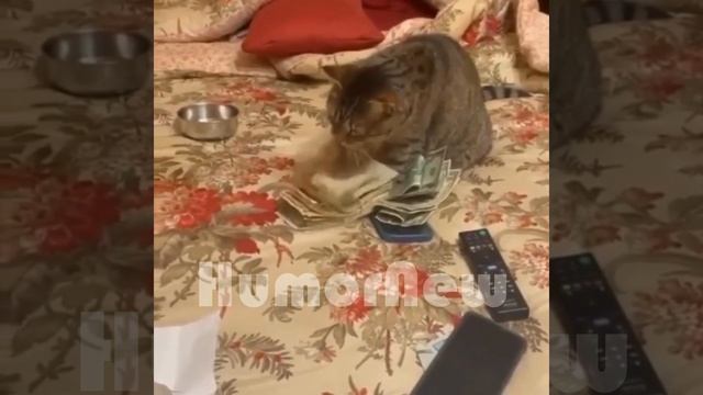 ЧЕ СМЕШНОГО