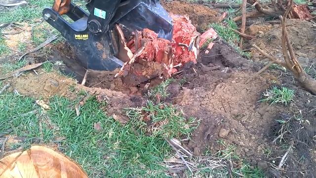 Red Eucalyptus stumps lifted in Brazil смотреть онлайн