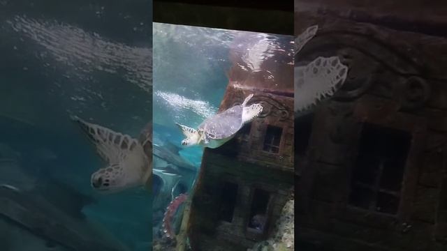 Океанариум в Воронеже подводное шоу Нептун по расписанию, танец водолаза с большой черепахой смотреть онлайн