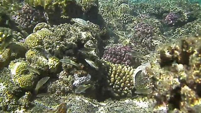Klunzinger's wrasse (Thalassoma rueppellii) in the shallows смотреть онлайн