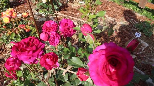 Зацвели новые волшебные розы из Питомников. Обзор от 13 июля смотреть онлайн