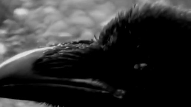 Lord Cap Crow смотреть онлайн