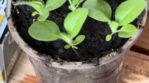 Рассада Табака набирает силу