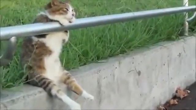 КОШКИ № 9 Лучшие из лучших кадров о кошках !!!!!!!!!!!!! смотреть онлайн