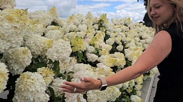 замок Гарибальди смотреть онлайн