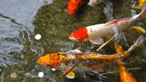 РР4 Озеро Медное — цветные карпы Русская Рыбалка 4 (89 серия)