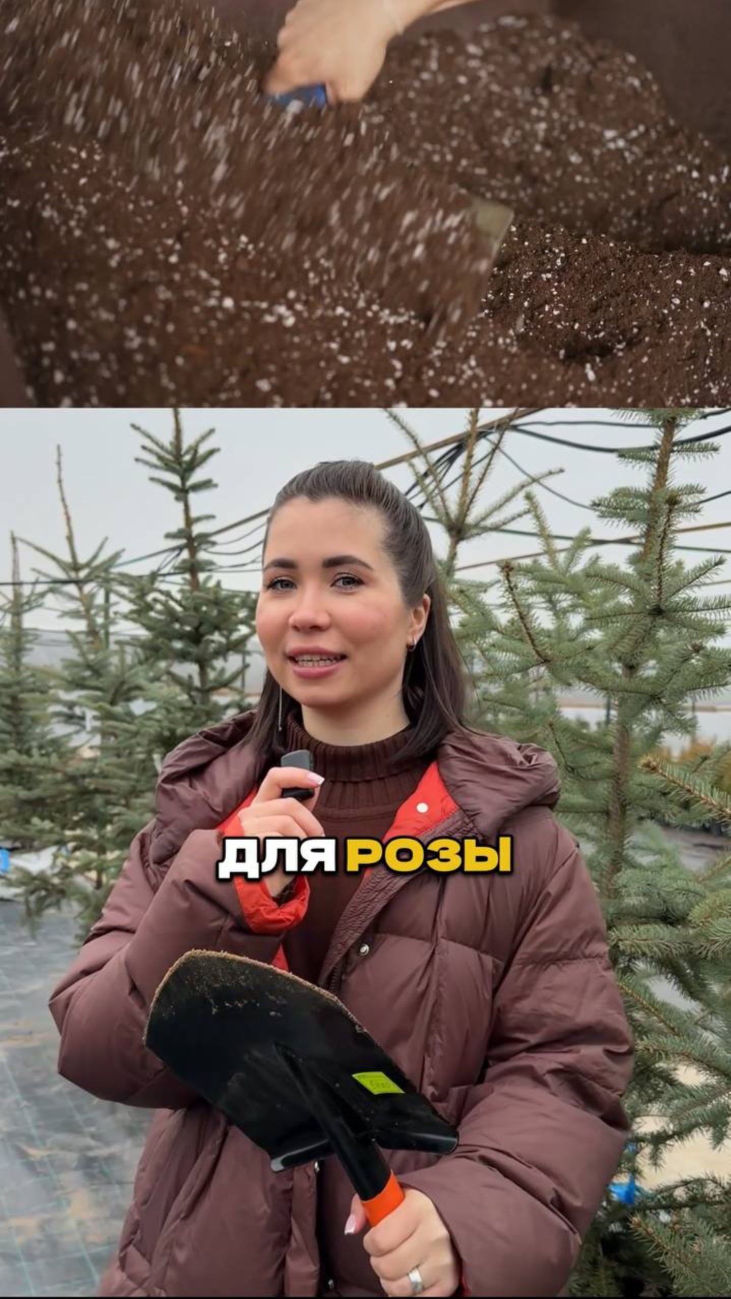 Розы Почернели? Вот Что Делать! смотреть онлайн