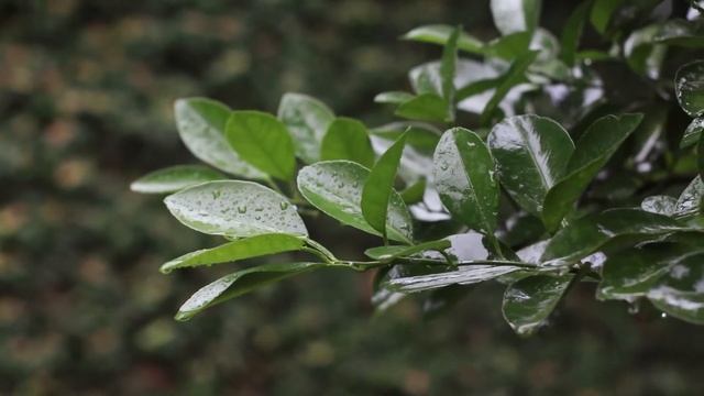 Open Meditation 💧🧘 - Rain Sounds to Sleep and Relax - Help with Stress, Insomnia - Rain on Leaves смотреть онлайн