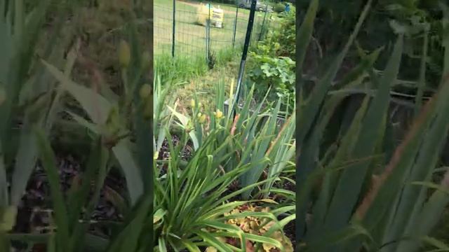 Garden Tour - Sandy N, July 2020 смотреть онлайн