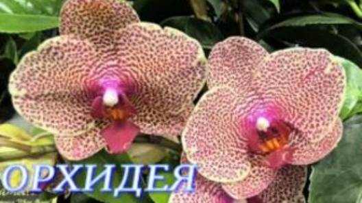№1059/ СВЕЖИЕ шикарные ОРХИДЕИ в маг. ОРХИДЕЯ смотреть онлайн