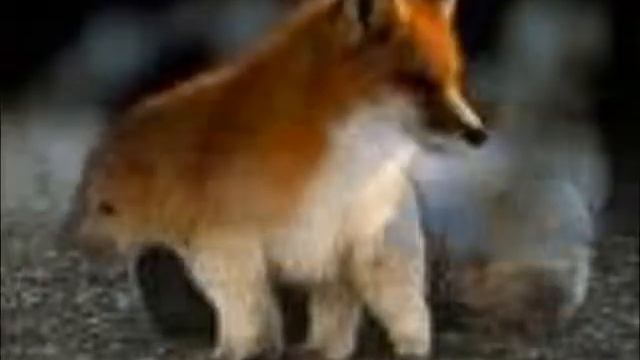Айболит.wmv смотреть онлайн